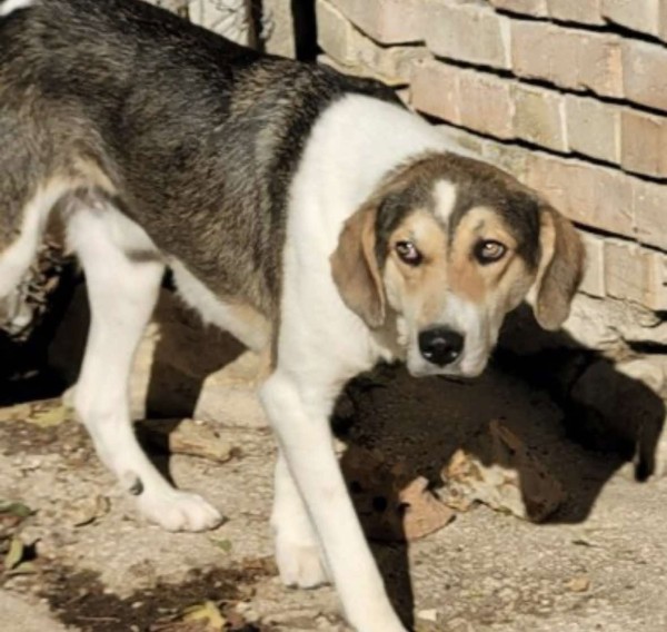 BOUBOU is eagerly waiting for a home - your new loyal friend from the shelter