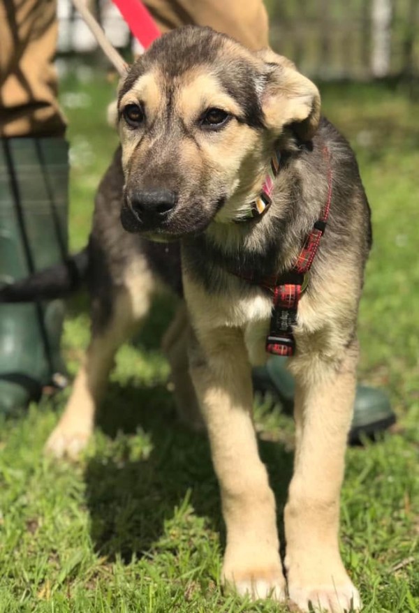 BUBI is eagerly waiting for a home - your new loyal friend from the shelter