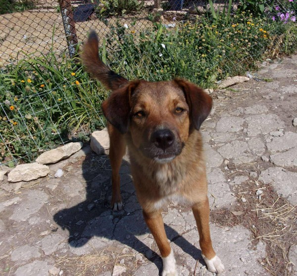 CARLOS is eagerly waiting for a home - your new loyal friend from the shelter