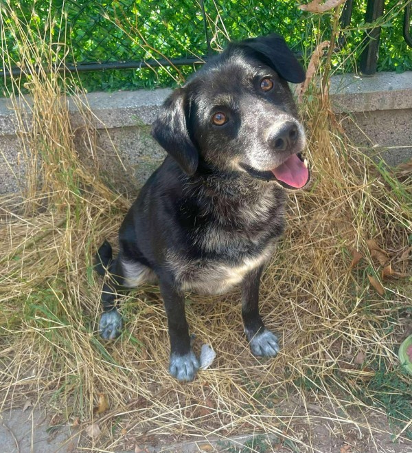 CHARLEY is eagerly waiting for a home - your new loyal friend from the shelter