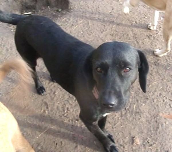 CHARLTON is eagerly waiting for a home - your new loyal friend from the shelter
