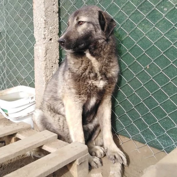 CHLEO is eagerly waiting for a home - your new loyal friend from the shelter