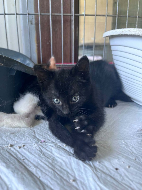 BEYONCE is eagerly waiting for a home - your new loyal friend from the shelter