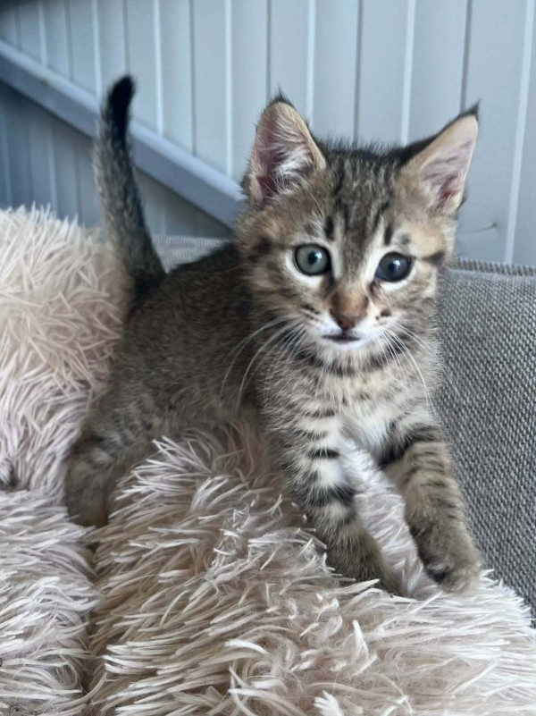 SIA is eagerly waiting for a home - your new loyal friend from the shelter