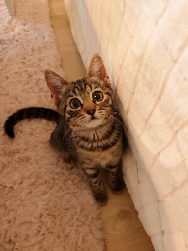 MARCY is eagerly waiting for a home - your new loyal friend from the shelter