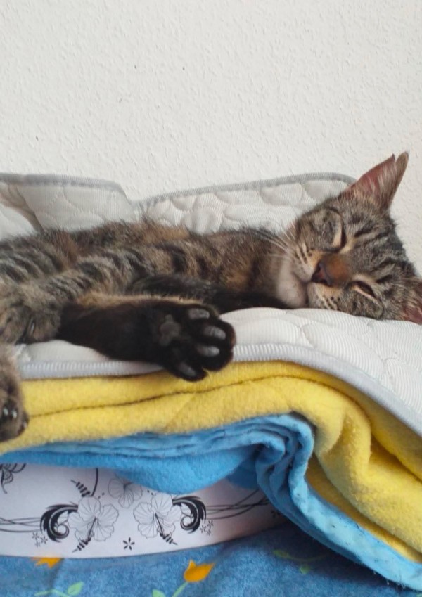 ANDRA is eagerly waiting for a home - your new loyal friend from the shelter