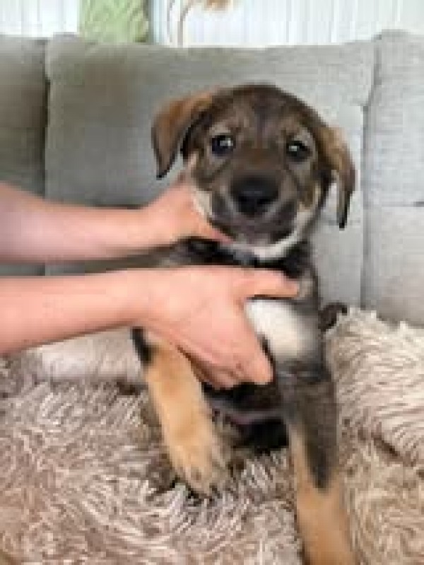 LILOU is eagerly waiting for a home - your new loyal friend from the shelter
