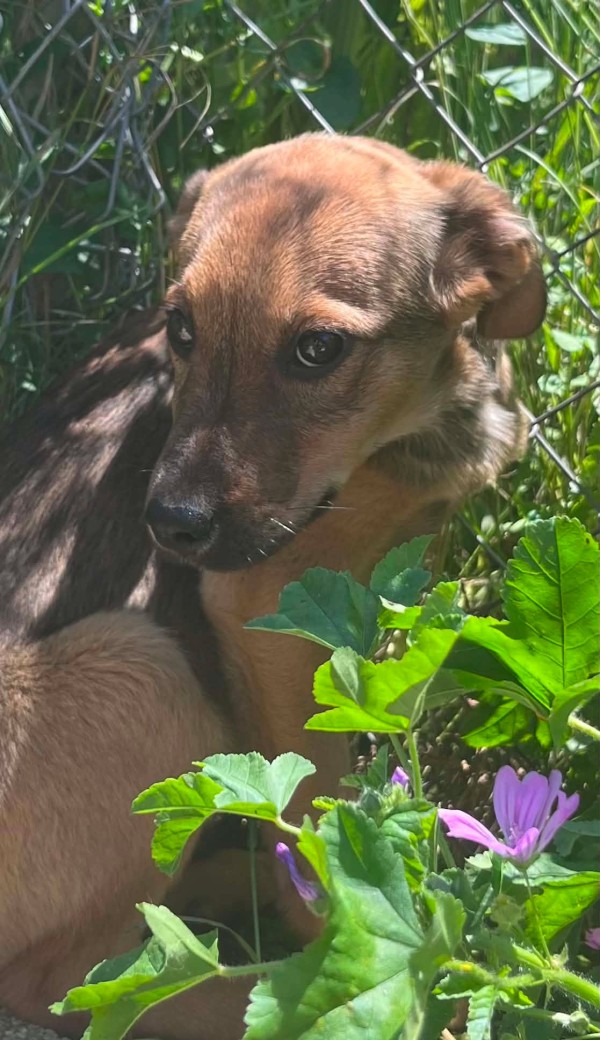CAMBRIDGE is eagerly waiting for a home - your new loyal friend from the shelter