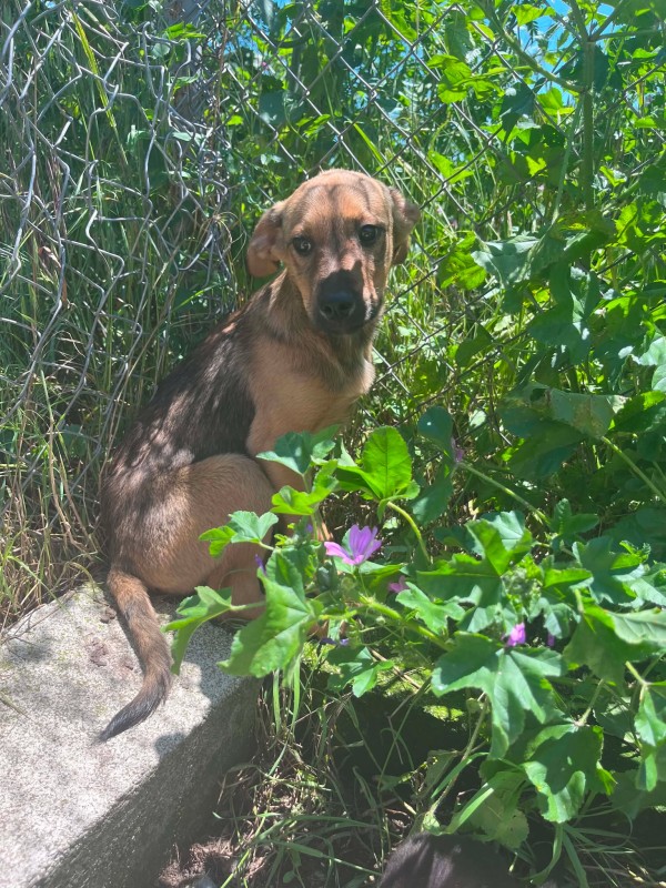 CAMBRIDGE is eagerly waiting for a home - your new loyal friend from the shelter