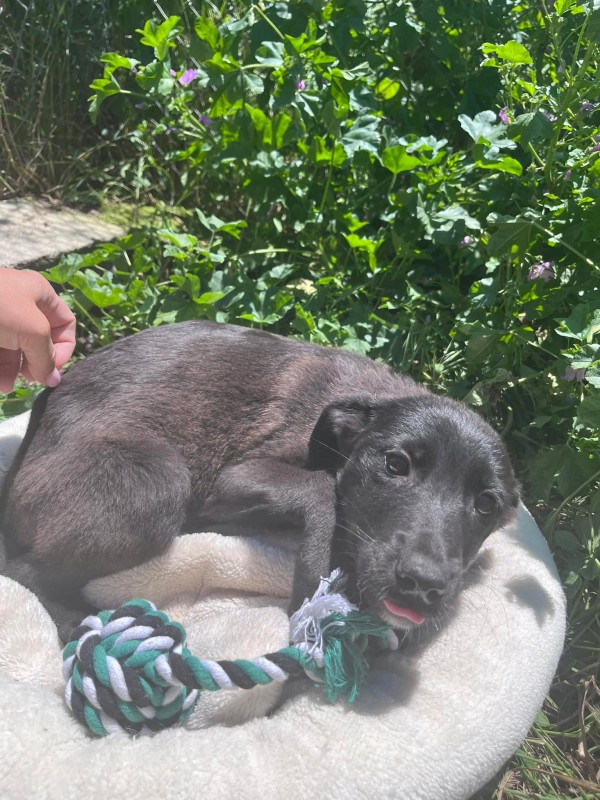 HEATHROW is eagerly waiting for a home - your new loyal friend from the shelter