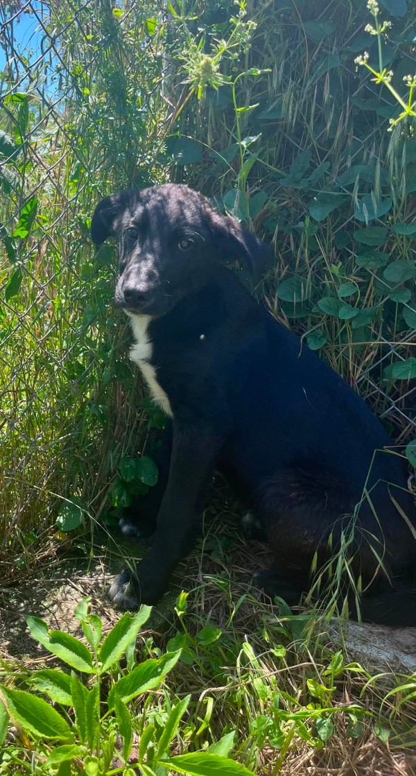 BRISTOL is eagerly waiting for a home - your new loyal friend from the shelter