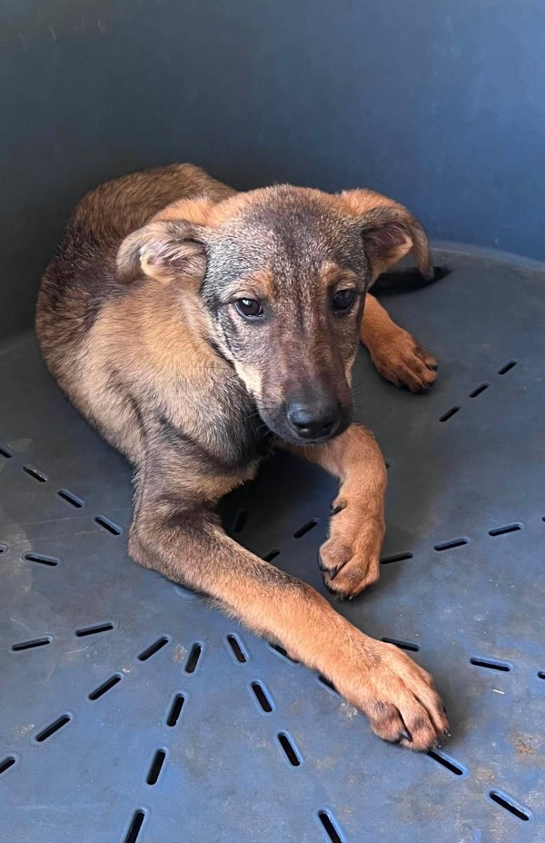 DUBLIN is eagerly waiting for a home - your new loyal friend from the shelter