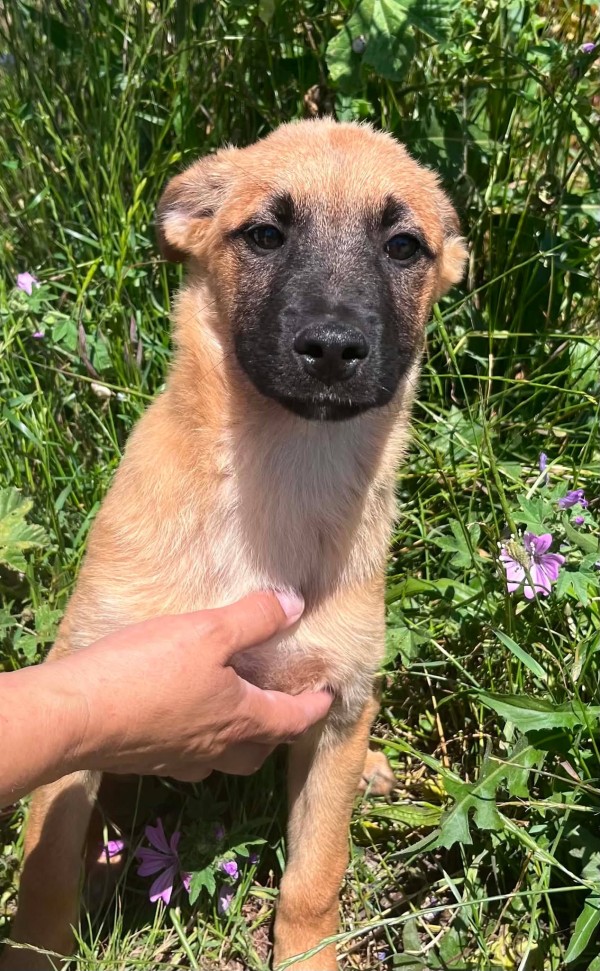 LONDON is eagerly waiting for a home - your new loyal friend from the shelter