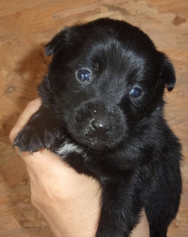 ZAZOU is eagerly waiting for a home - your new loyal friend from the shelter