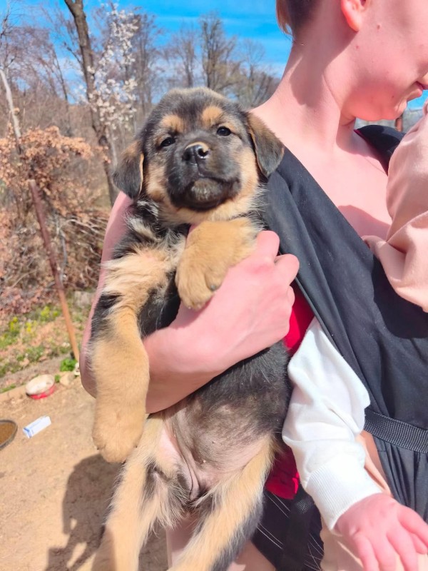 DAVINA is eagerly waiting for a home - your new loyal friend from the shelter