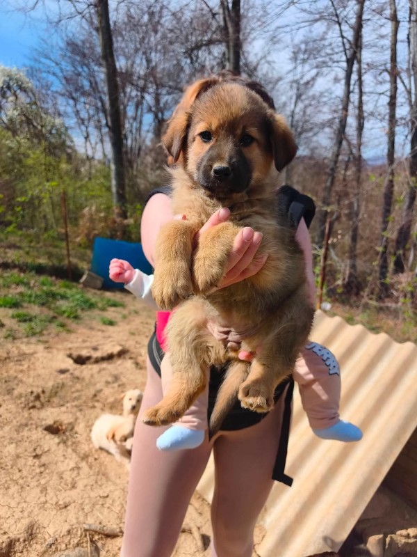 DIVA is eagerly waiting for a home - your new loyal friend from the shelter