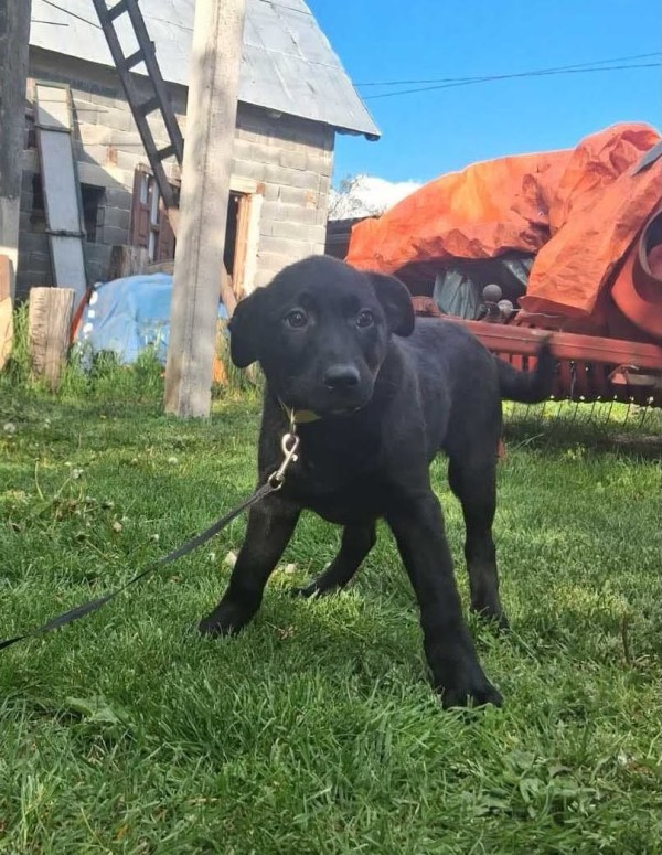 VIKO is eagerly waiting for a home - your new loyal friend from the shelter