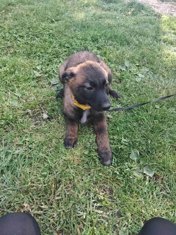 VESPA is eagerly waiting for a home - your new loyal friend from the shelter