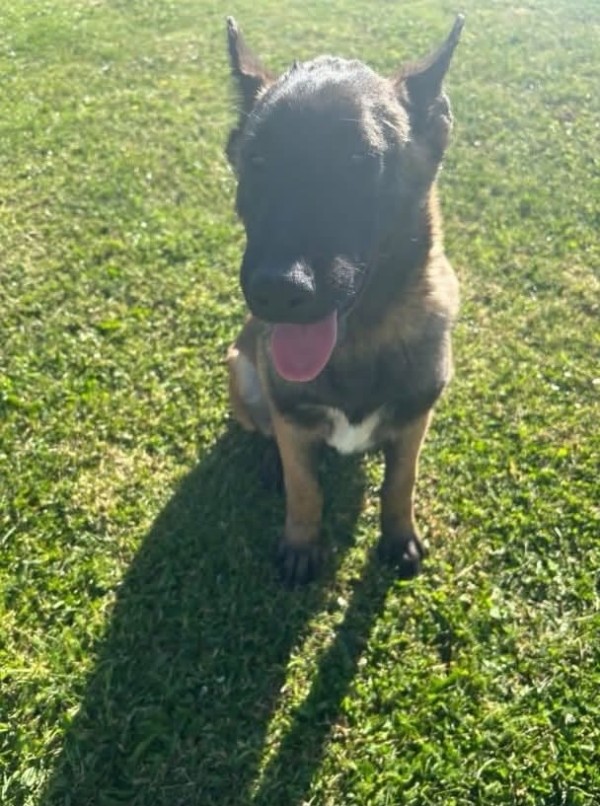 EVAN is eagerly waiting for a home - your new loyal friend from the shelter