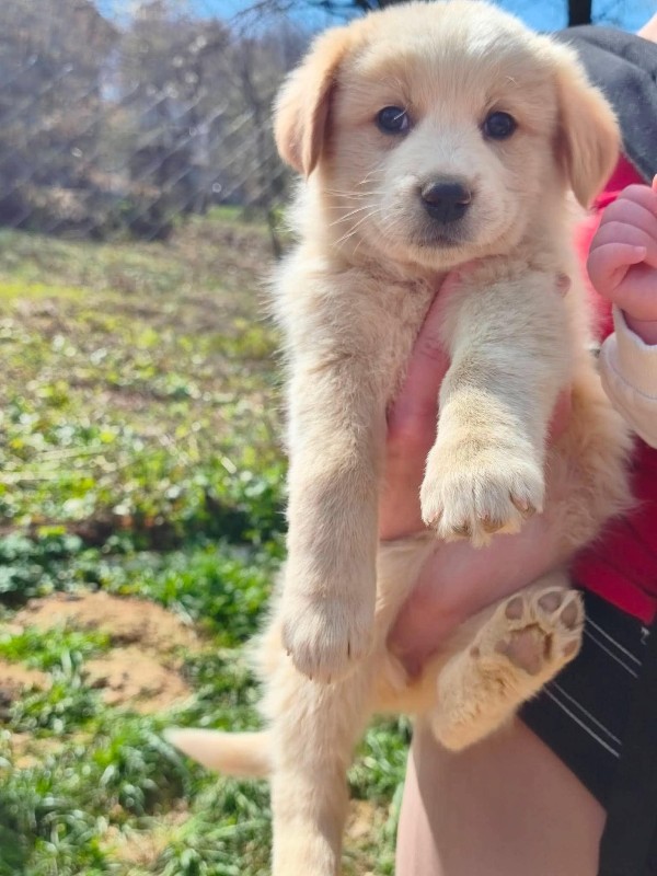 DORA is eagerly waiting for a home - your new loyal friend from the shelter