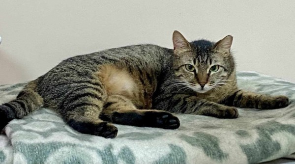 ANGELINA is eagerly waiting for a home - your new loyal friend from the shelter
