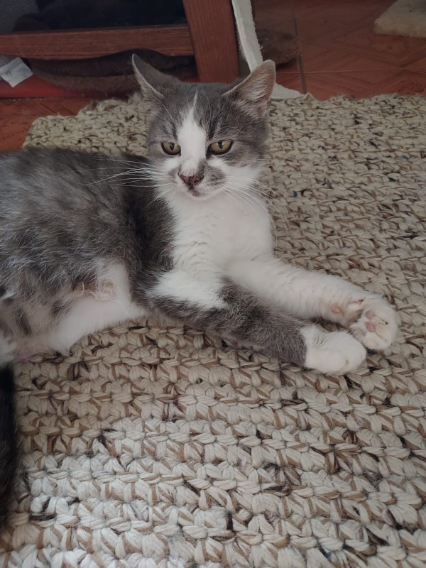 DINA is eagerly waiting for a home - your new loyal friend from the shelter