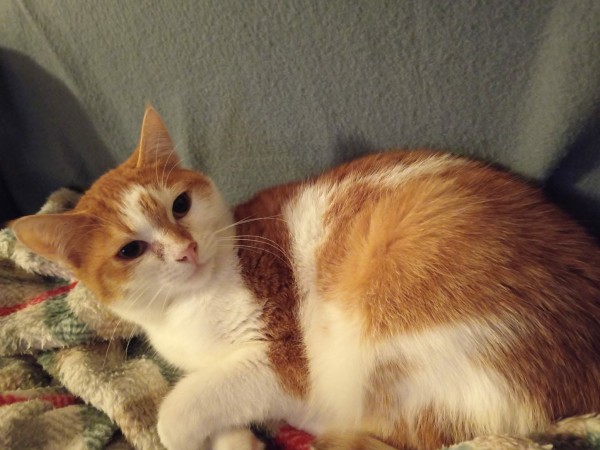 JAQUELINE is eagerly waiting for a home - your new loyal friend from the shelter