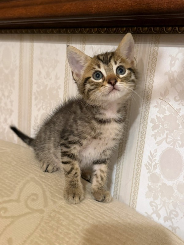 ROCKET is eagerly waiting for a home - your new loyal friend from the shelter