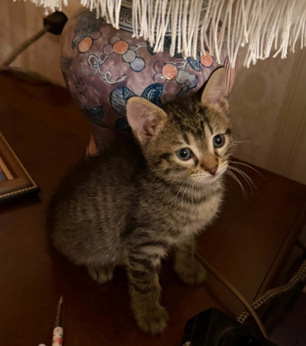 GROOT is eagerly waiting for a home - your new loyal friend from the shelter