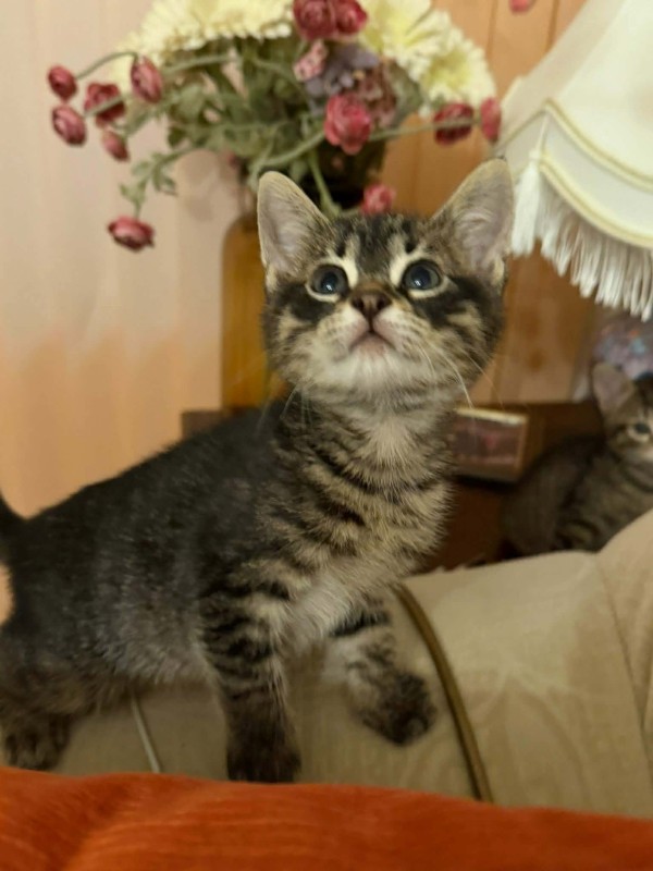 GAMORA is eagerly waiting for a home - your new loyal friend from the shelter