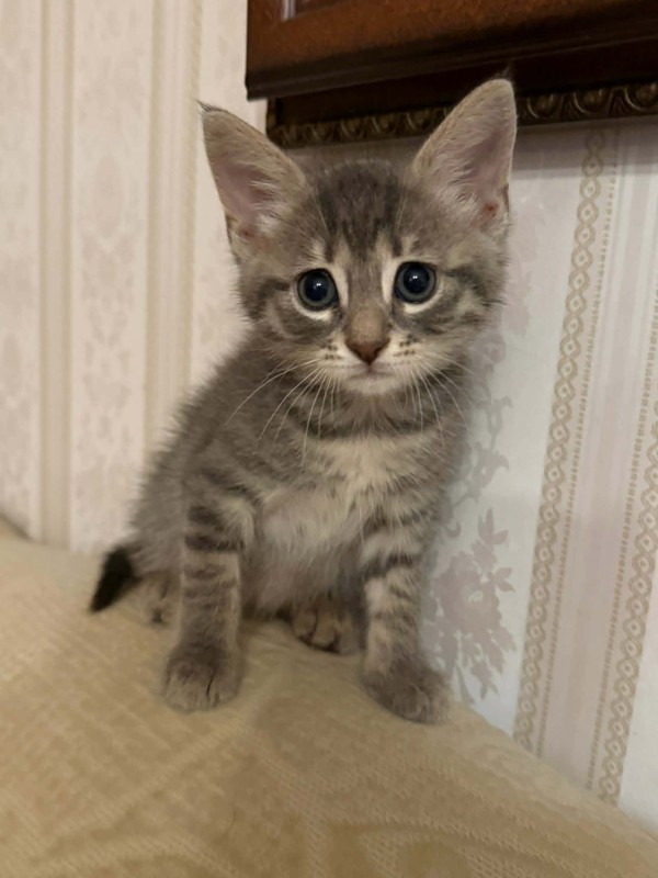 NEBULA is eagerly waiting for a home - your new loyal friend from the shelter