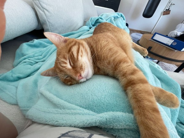 RAMI is eagerly waiting for a home - your new loyal friend from the shelter