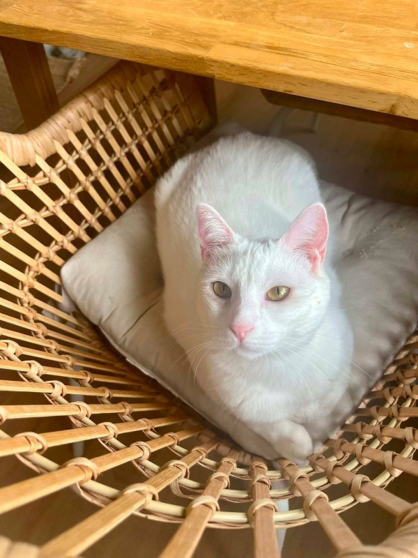 MS SNOW is eagerly waiting for a home - your new loyal friend from the shelter