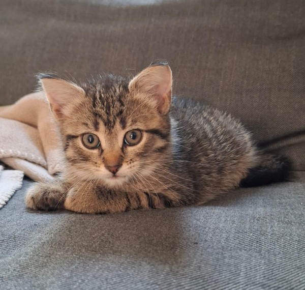 JUNA is eagerly waiting for a home - your new loyal friend from the shelter