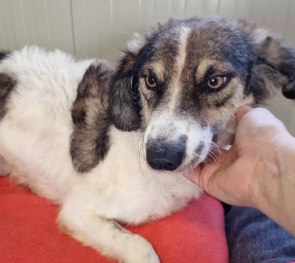 GERRY is eagerly waiting for a home - your new loyal friend from the shelter