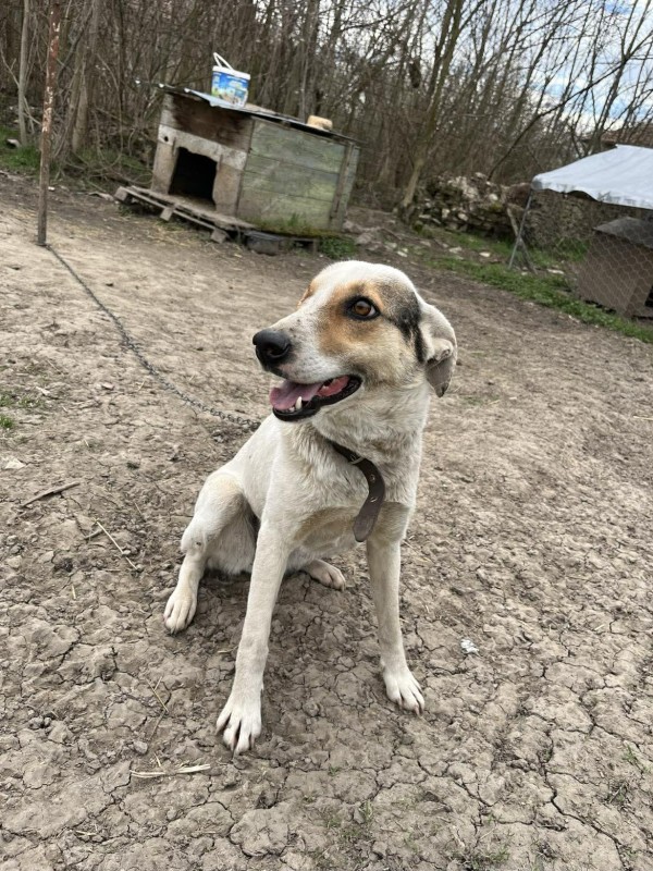 BINA is eagerly waiting for a home - your new loyal friend from the shelter