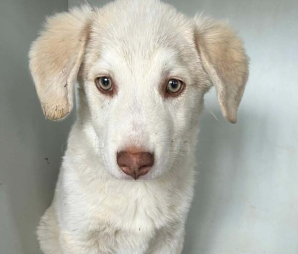 CARLO is eagerly waiting for a home - your new loyal friend from the shelter