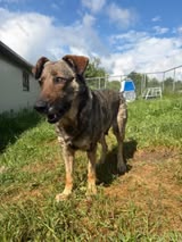 LIORA is eagerly waiting for a home - your new loyal friend from the shelter