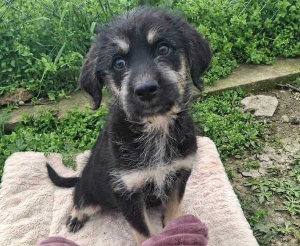 WHOOPI is eagerly waiting for a home - your new loyal friend from the shelter