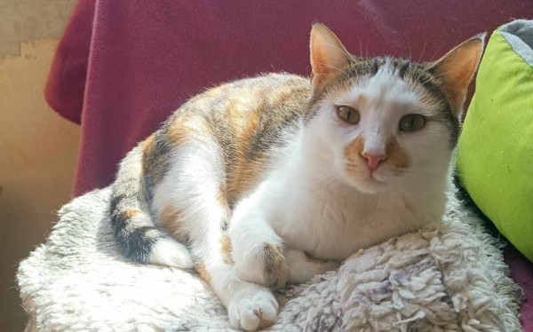 SHANAYA is eagerly waiting for a home - your new loyal friend from the shelter