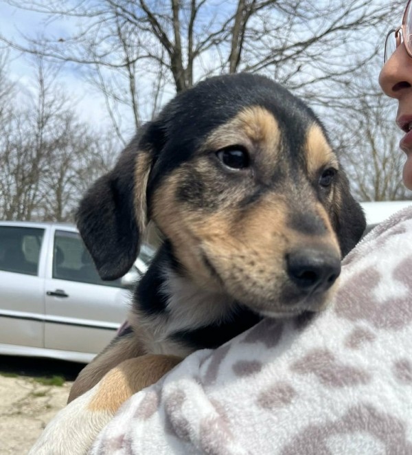RANGE is eagerly waiting for a home - your new loyal friend from the shelter