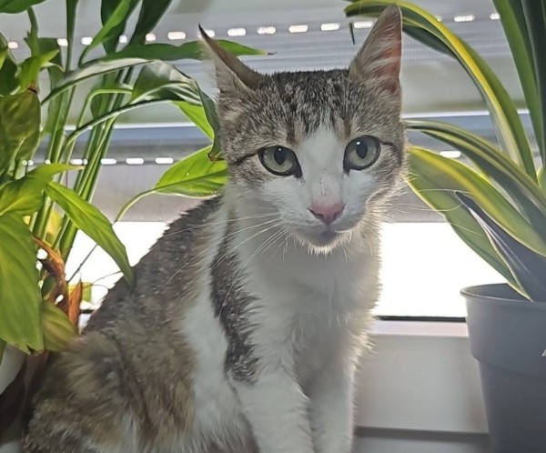 MINNIE is eagerly waiting for a home - your new loyal friend from the shelter
