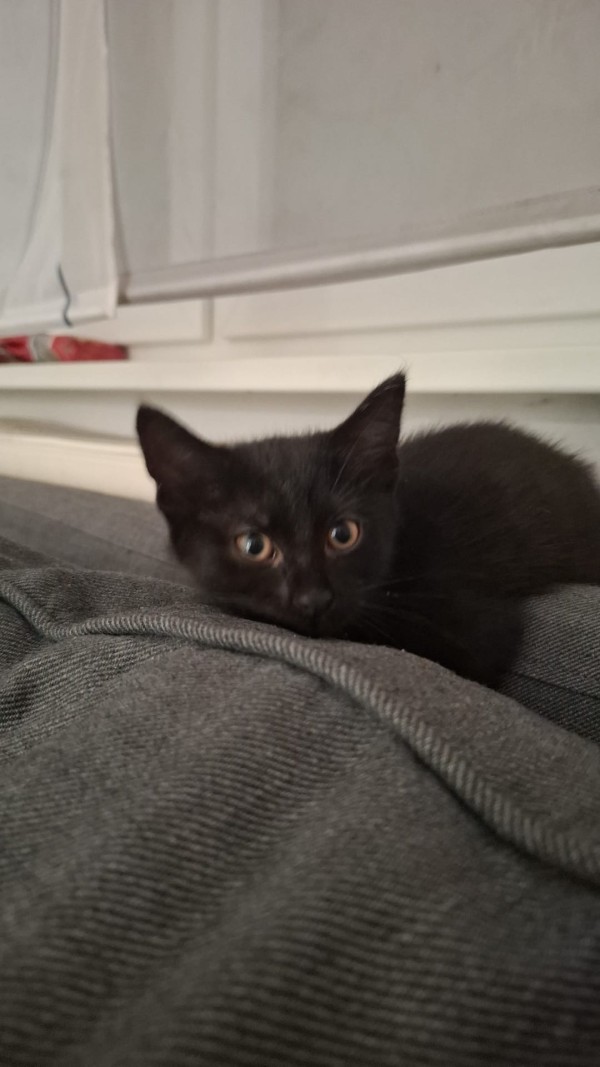 JULI is eagerly waiting for a home - your new loyal friend from the shelter