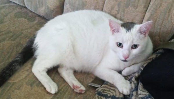 BELCHO is eagerly waiting for a home - your new loyal friend from the shelter