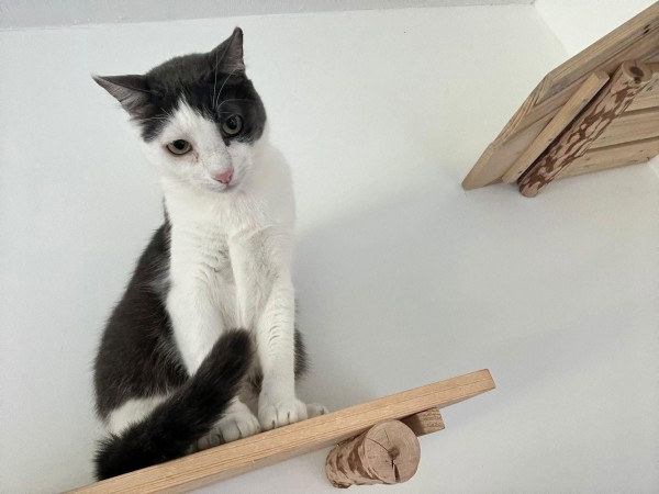 TEODOR is eagerly waiting for a home - your new loyal friend from the shelter