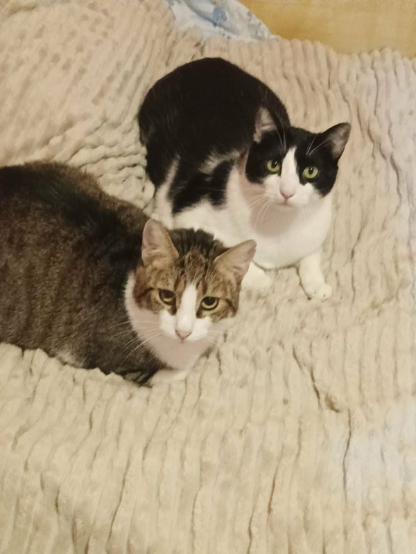 PLAMENKA is eagerly waiting for a home - your new loyal friend from the shelter