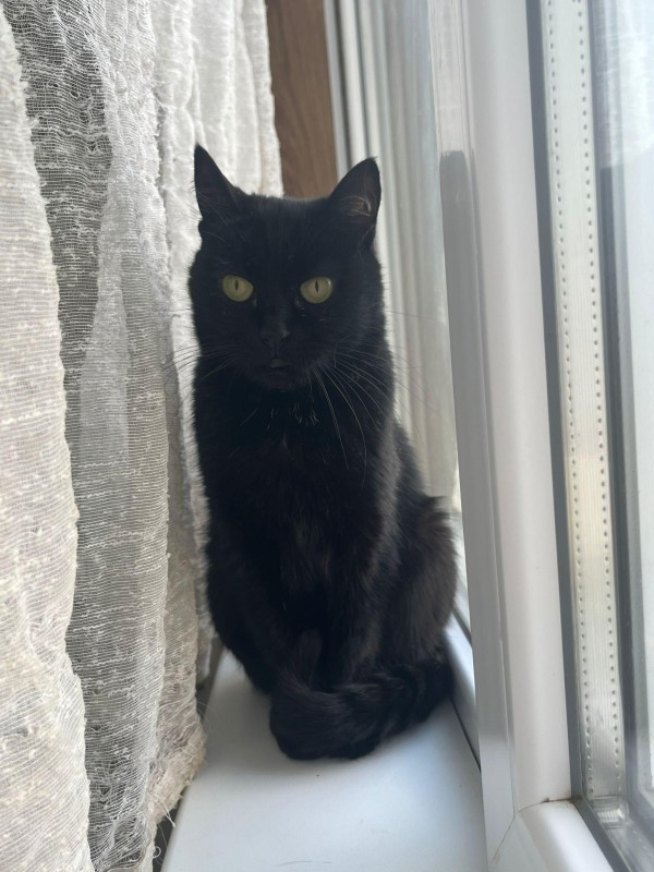POLINA is eagerly waiting for a home - your new loyal friend from the shelter