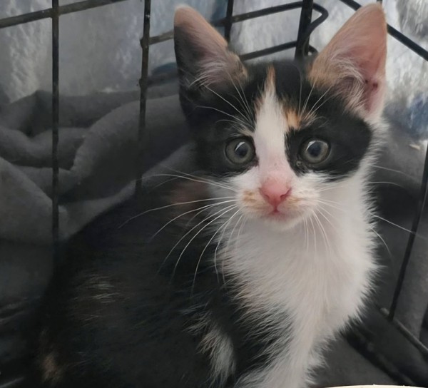 ROZI is eagerly waiting for a home - your new loyal friend from the shelter