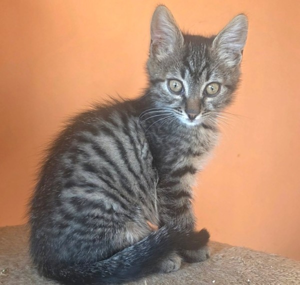 RICHIE is eagerly waiting for a home - your new loyal friend from the shelter