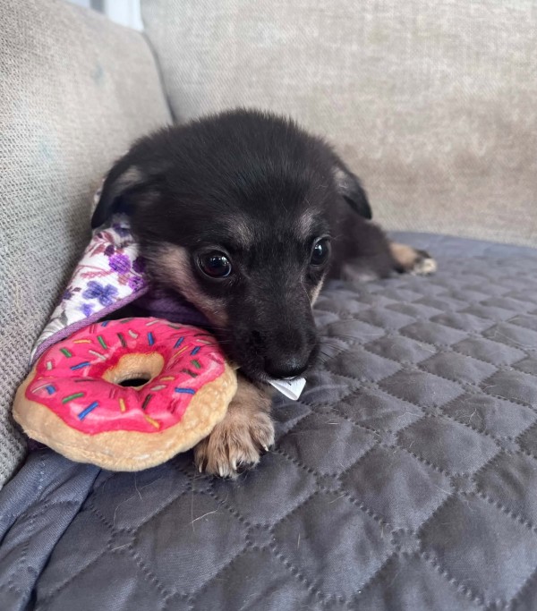 BJALA is eagerly waiting for a home - your new loyal friend from the shelter